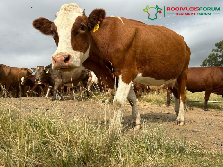 Red Meat Forum Warns of FMD Threat & Price Pressure